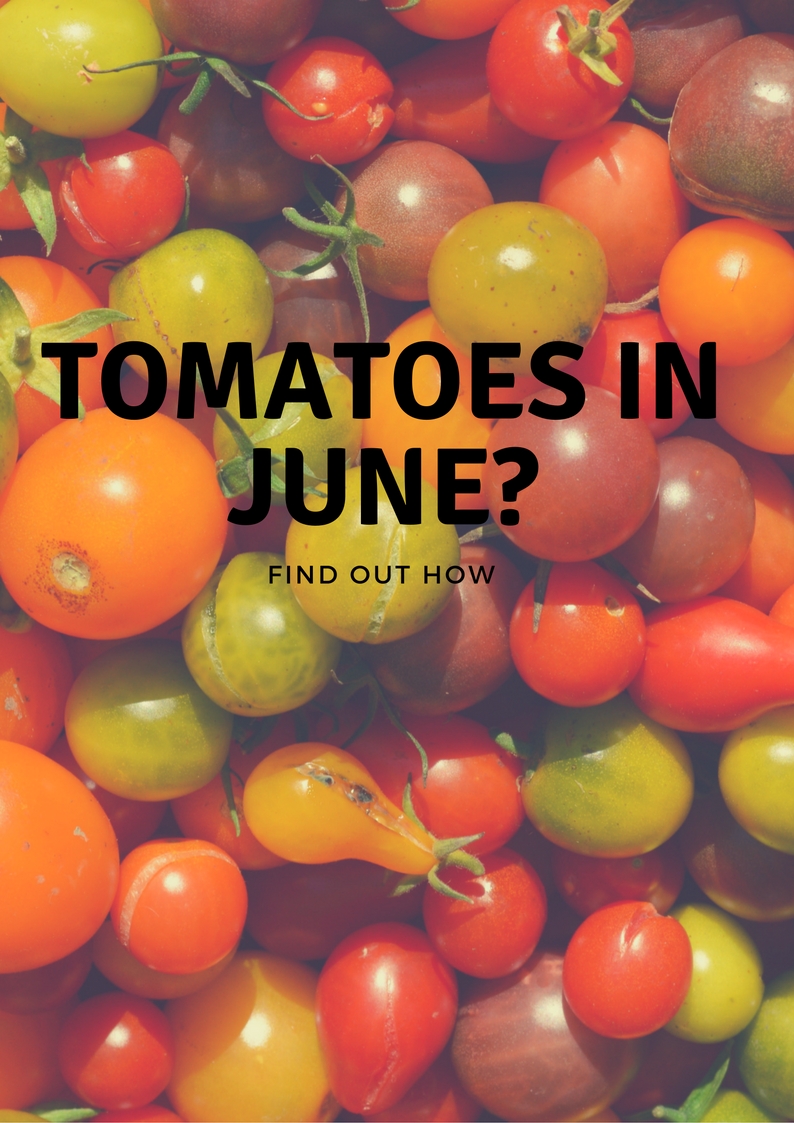 Tomatoes in June_